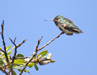 Broad tailed Hummingbird 0577
